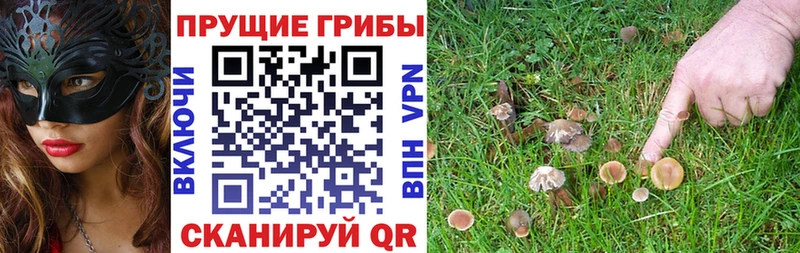 Галлюциногенные грибы мицелий  гидра как войти  Ковдор 